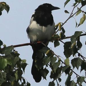 Black-billed Magpie