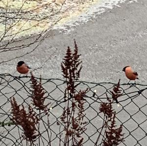 Eurasian Bullfinch