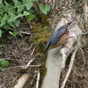 Wood Nuthatch