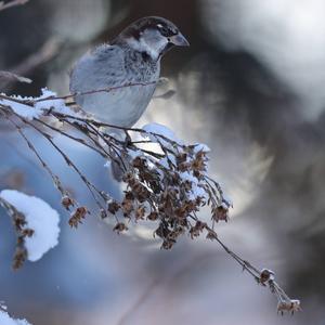 House Sparrow