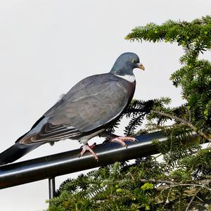 Common Wood-pigeon