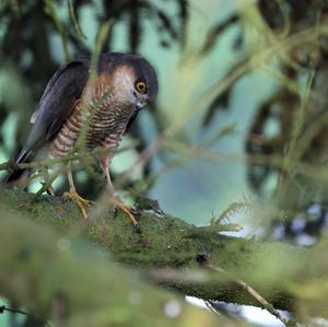 Eurasian Sparrowhawk