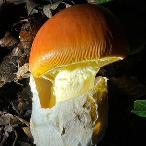 Caesar´s Mushroom