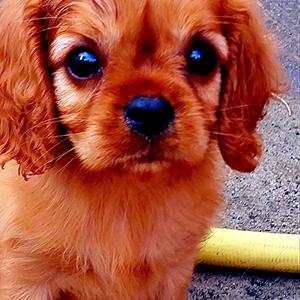 Cavalier King Charles Spaniel