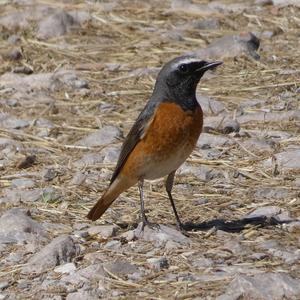 Common Redstart