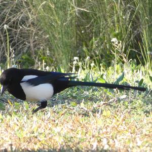 Black-billed Magpie