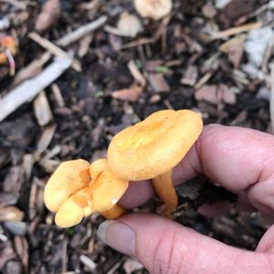 False Chanterelle