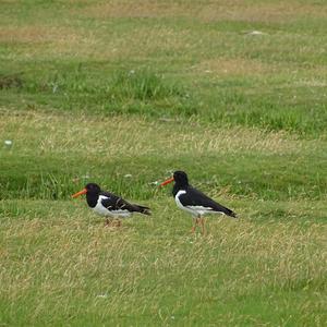 Eurasian Oystercatcher