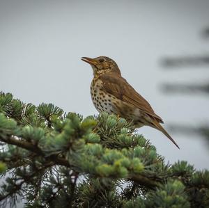 Song Thrush