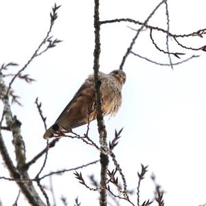 Common Kestrel