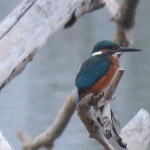 Common Kingfisher