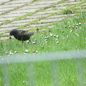 Common Starling