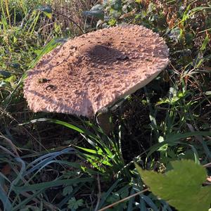 Parasol Mushroom