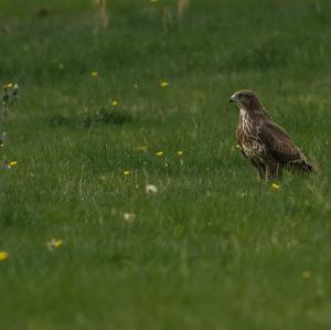 Mäusebussard