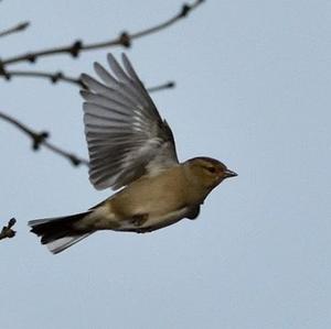 Eurasian Chaffinch