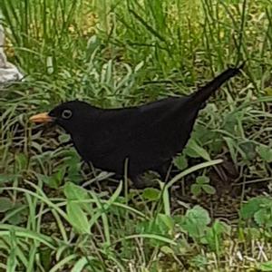 Eurasian Blackbird