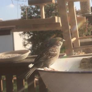 Eurasian Tree Sparrow