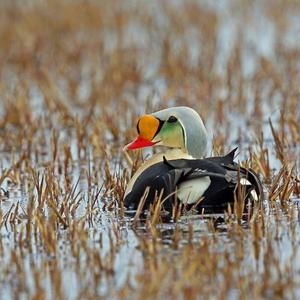 King Eider