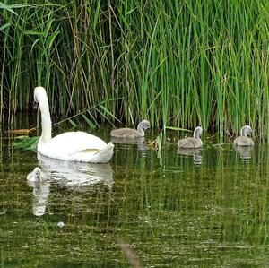 Mute Swan