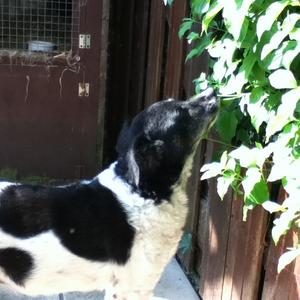 Unknown Breed