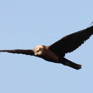 Western Marsh-harrier