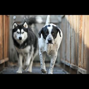 Unknown Breed