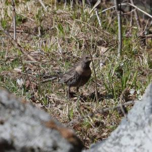 Ring Ouzel