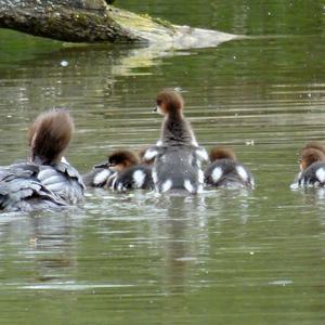 Common Merganser