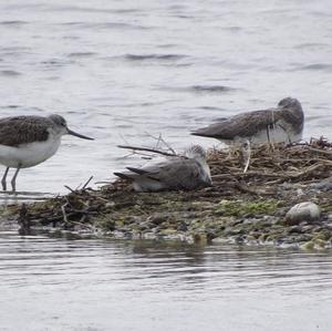 Wood Sandpiper