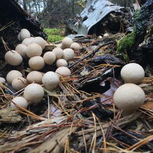 Stump Puffball