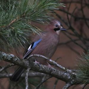 Eurasian Jay