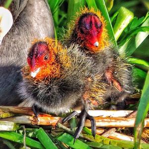 Common Coot