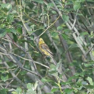 Yellowhammer