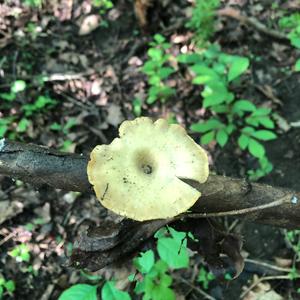 Black-footed Polypore