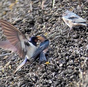 Barn Swallow