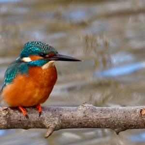 Common Kingfisher