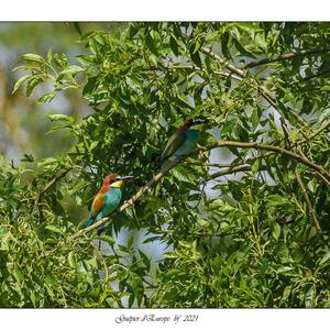 European Bee-eater