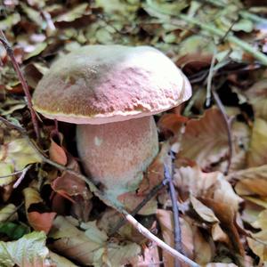 Summer Bolete