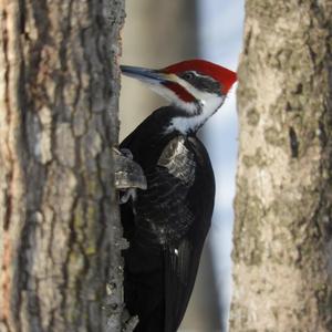 Pileated Woodpecker