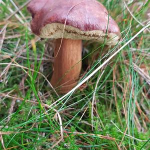 Bay Bolete