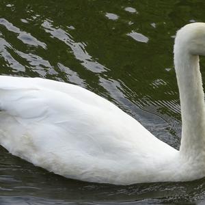 Mute Swan