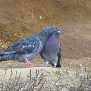 Rock Pigeon