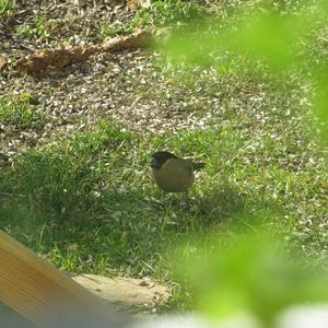 Eurasian Bullfinch