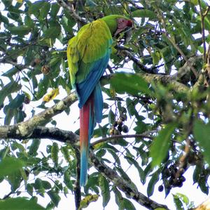 Military Macaw