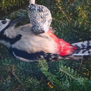 Great Spotted Woodpecker