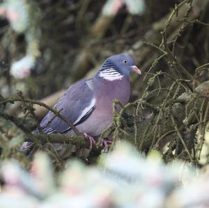 Common Wood-pigeon