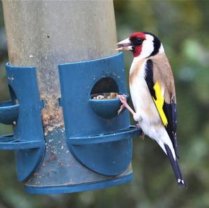 European Goldfinch