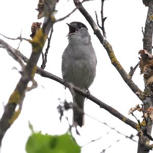 Blackcap