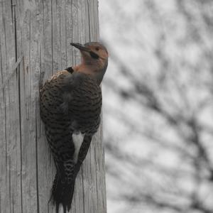 Northern Flicker