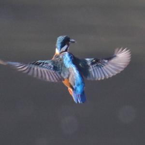 Common Kingfisher